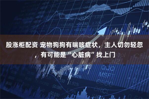 股涨柜配资 宠物狗狗有喘咳症状，主人切勿轻忽，有可能是“心脏病”找上门